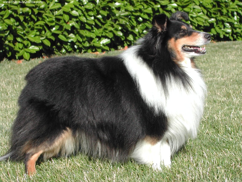 CH. Macho des Farfadets de la Pinède