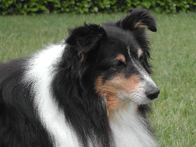 des Farfadets de la Pinede - Macho 13 ans