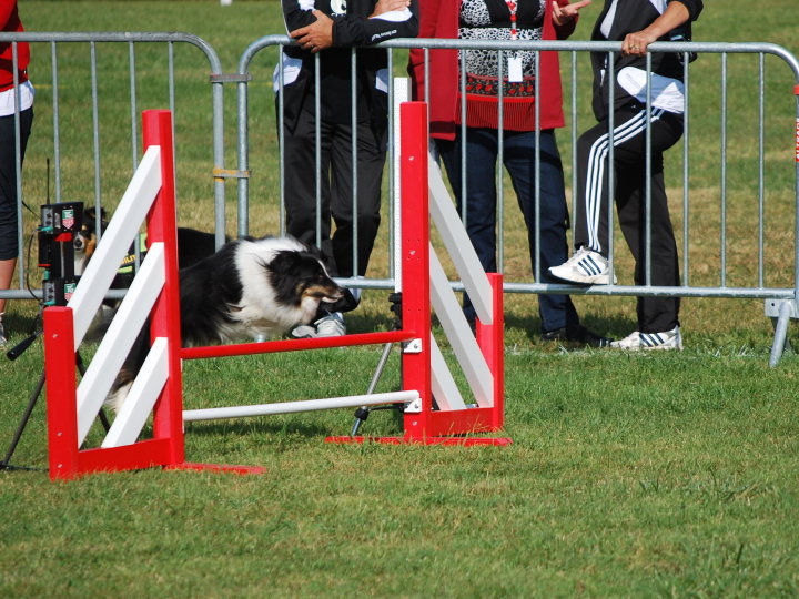 Cooper de la Vallée de l'Ailette - champion France agility 2010