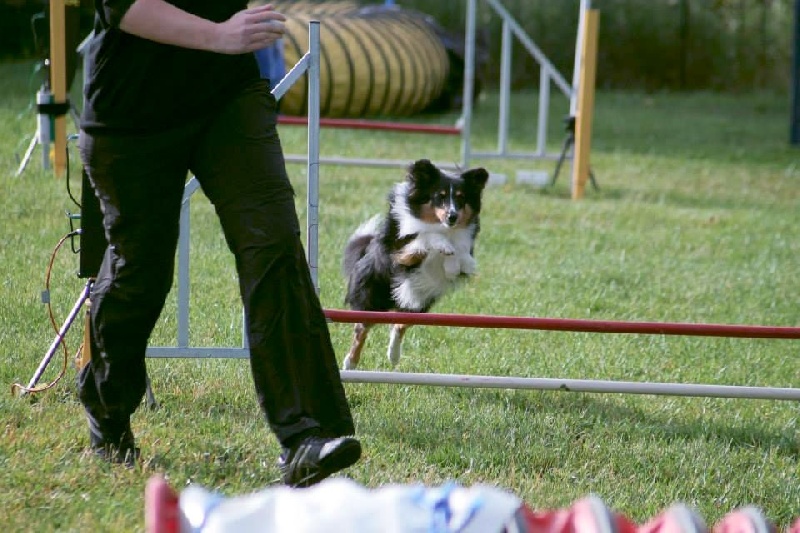 Hooper des Farfadets de la Pinède